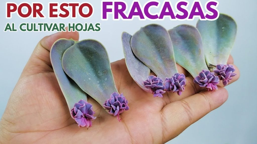 Secretos del cuidado de Suculentas