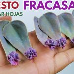 Secretos del cuidado de Suculentas