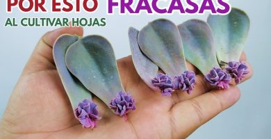 Secretos del cuidado de Suculentas