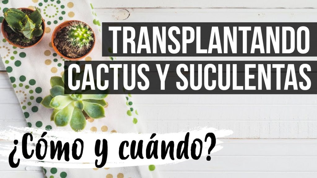 Cómo Trasplantar Suculentas Correctamente