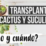 Cómo Trasplantar Suculentas Correctamente