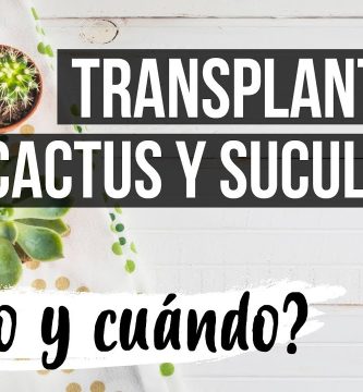 Cómo Trasplantar Suculentas Correctamente